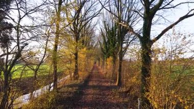 Sonbahar yaprakları, düşen yapraklar ve su yolu simetrik, sakin bir koridor boyunca mevsimlik orman ve açık alanlar boyunca uzanan hava manzaralı yol..