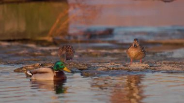 Suya yakın üç yaban ördeği iki kayalık kenarda durur, biri sıcak ışıkta sakince yüzer, huzurlu vahşi hayatı yakalar..