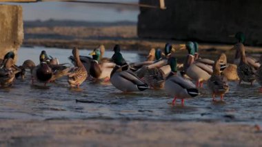 Mallard ördekleri, beton kenar yakınında sığ sularda toplanır. Sıcak ışık tüyleri ve doğal yaşam alanındaki sosyal davranışları ön plana çıkarır..