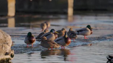Mallard ördekleri, beton kenar yakınında sığ sularda toplanır. Sıcak ışık tüyleri ve doğal yaşam alanındaki sosyal davranışları ön plana çıkarır..