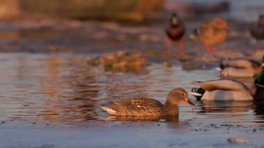 Gün batımında sığ sularda ördekler sıcak ışıkla detaylandırılmış ön planda ördekler, diğerleri yüzer ya da altın yansımaların arasında dururlar..