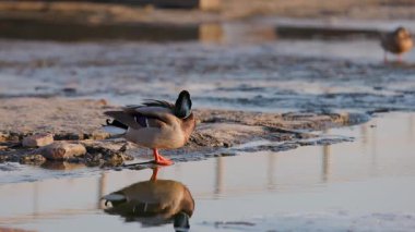 Erkek yaban ördeği kayalık su kenarının yanında tek ayak üzerinde duruyor canlı tüyler ve altın saat ışığı sakin yüzeye yansıyor.