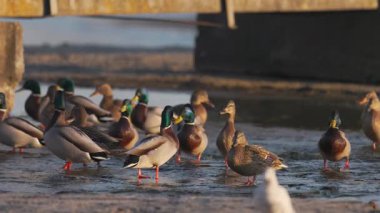 Yaban ördekleri sığ sularda yürürler ve beton kenar yakınında dururlar. Sıcak ışık tüyleri ve doğal davranışları ön plana çıkarır..