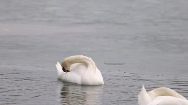 Buz gibi gölette süzülen beyaz kuğu kıvrımlı boyun ve ılık ışık soğuk bir sabah sahnesinde zarafet ve yalnızlığı vurgular..