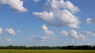 Yumuşak bir gökyüzünün altında, dağınık bulutlar ve arka planda sık bir ağaç çizgisi olan yeşil bir alan bu dingin tarım arazisine derinlik katar. Sarı kolza tohumu tarlası.