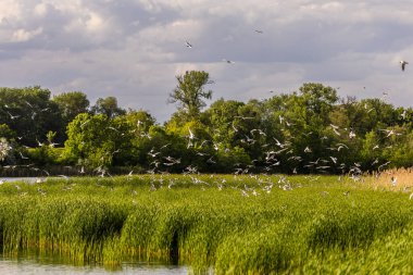 Büyük kuş sürüsü, bereketli orman ve sıcak gökyüzünün desteklediği yüksek sazlıkların ve akan suların üzerinde süzülür dinamik sulak arazi yaşamını, mevsimsel hareketlerini ve huzurlu bir ortamda zengin biyolojik çeşitliliği yakalar..
