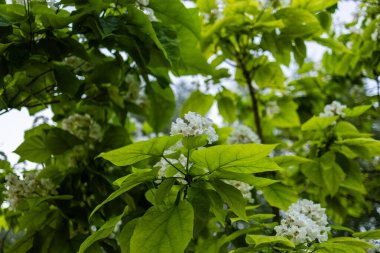 Geniş yeşil yapraklar güçlü damarlarla çevrelenmiş küçük beyaz çiçek kümeleri, bereketli, güneşli bir tepe örtüsü oluşturarak taze mevsimsel büyümeyi ve narin botanik detaylarını ön plana çıkarıyor..