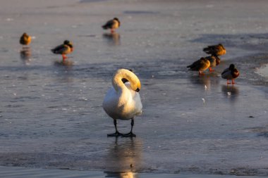 Turuncu gagalı beyaz kuğu, donmuş gölün üzerinde sıcak kış ışığında yıkanan dağınık ördeklerin arasında sakince duruyor. Yansımalar ve yumuşak gölgeler geçiş dönemindeki vahşi yaşamın sakin mevsimsel atmosferini artırır