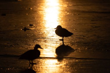 Siluetli kuşlar güneşin doğuşunda parlayan ıslak kum ya da buzun üzerinde dururlar, tek bacakları üzerinde dururlar. Altın ışık ve uzun gölgeler sakin, zarif ve sakin bir doğal sahneyi çağrıştırıyor..