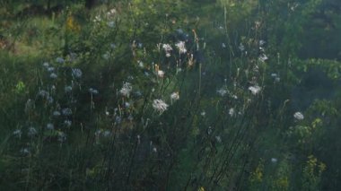 Yumuşak güneş ışığında duran, sakin, doğal bir çayır atmosferi oluşturan yeşil yapraklarla çevrili uzun tüylü bitkilerin yakın çekimi..