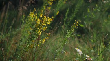 Yeşil saplı parlak sarı kır çiçekleri yakın plan, yakınlarda beyaz çiçekler ve uzun otlar yemyeşil, güneşli bir çayırı oluşturur..