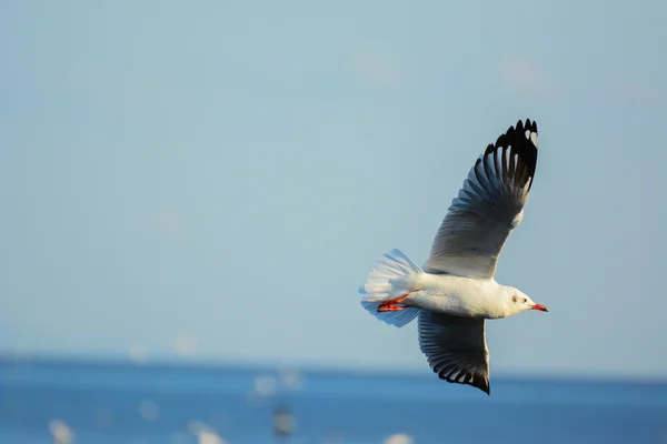 カモメが海の上滑走して. — ストック写真