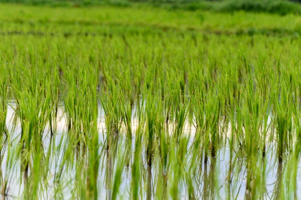 Cultivo de arroz del agricultor . —  Fotos de Stock