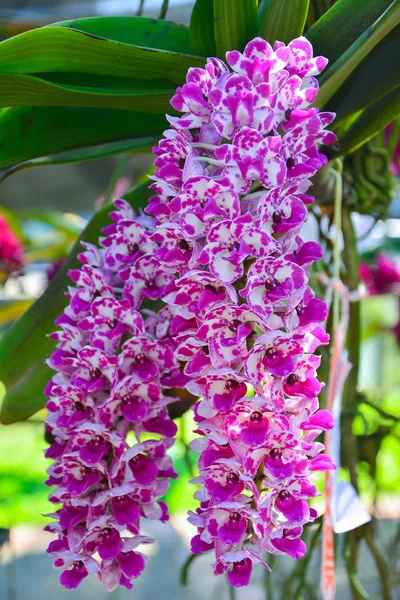 Růžové orchideje (Rhynchostylis). — Stock fotografie