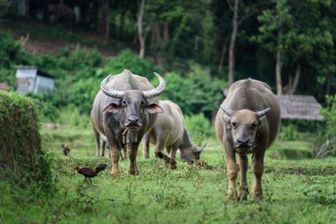 Chiang Mai alanlarında çim yeme Buffalo.