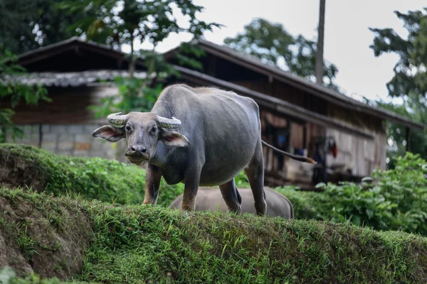 Буффало сельских жителей северного Таиланда . — стоковое фото