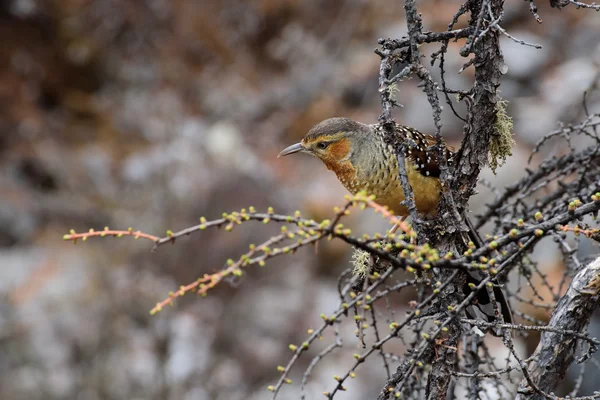 Brown bird perched on a twig.