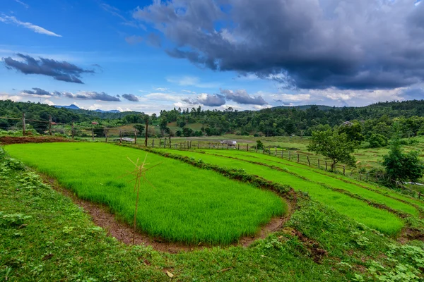 Campo di riso verde con cielo blu a Chiang mai . — Foto Stock