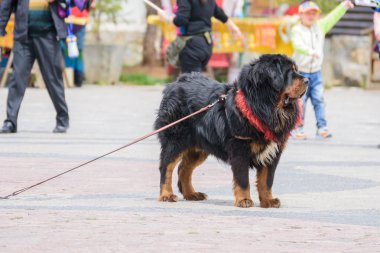 Shangri-La, Çin-20 Nisan 2016: Köpek (Tibet mastiffs) bir resim çekmek turistler için.