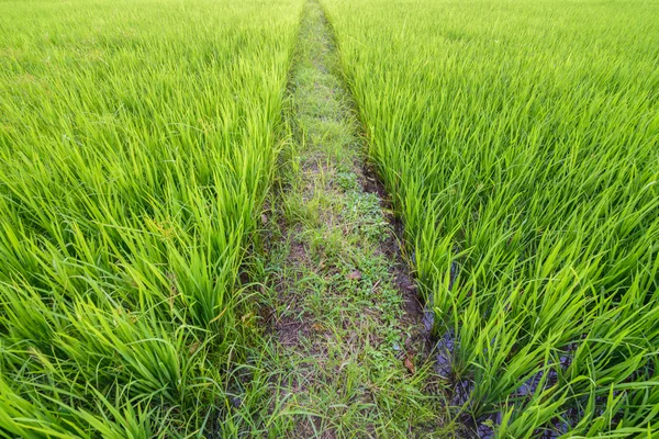 Caminho para o sucesso em campos de arroz verde . — Fotografia de Stock