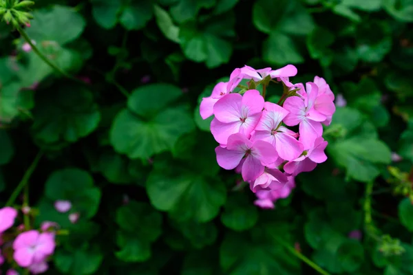 Růžové květy se zelenými listy pro pozadí. — Stock fotografie