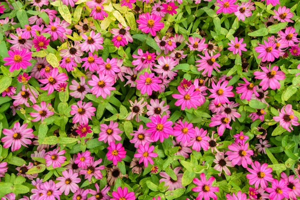 Flores rosas con hojas verdes para el fondo . —  Fotos de Stock