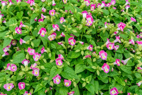 Flores rosas pequeñas con hojas verdes para el fondo . — Foto de Stock