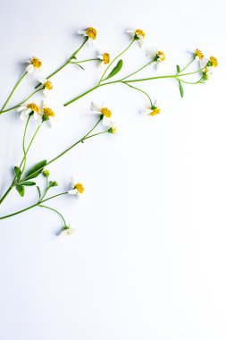 Asma beyaz arka plan üzerinde beyaz çimen çiçek.