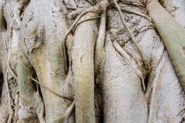 Kök ahşap arka plan doku.