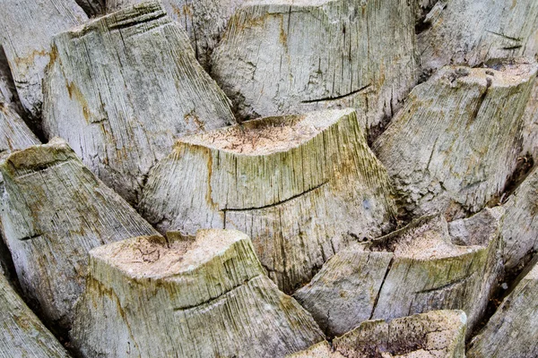 パーム ツリー背景テクスチャの樹皮. — ストック写真