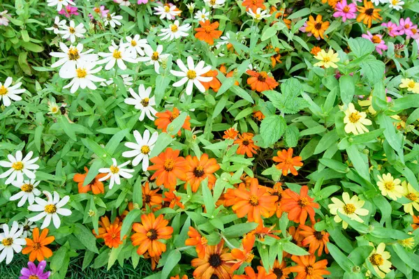 Hermoso jardín de primavera multi color flor fondo —  Fotos de Stock
