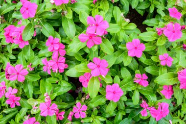 güzel bahar bahçe pembe çiçek arka plan