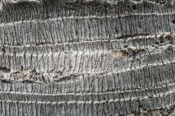 ヤシの木の樹皮の質感. — ストック写真