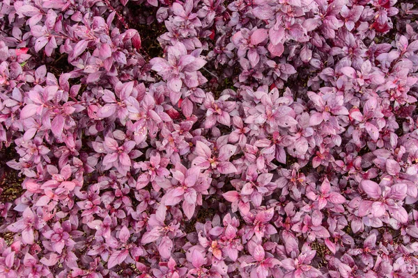 Hojas púrpuras uso de plantas para textura de fondo . —  Fotos de Stock