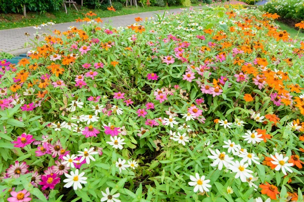 Maravilloso campo con flores en diferentes colores en el parque . —  Fotos de Stock