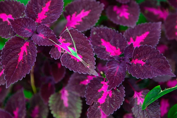 Saltamontes verdes posados sobre las hojas púrpuras . — Foto de Stock