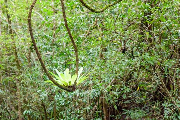 Helecho de Nido de Aves (Nombre Científico: Asplenium Nidus) creciendo desde v —  Fotos de Stock