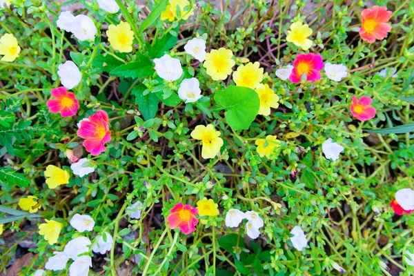Flores multicolores en un prado en un día soleado . —  Fotos de Stock