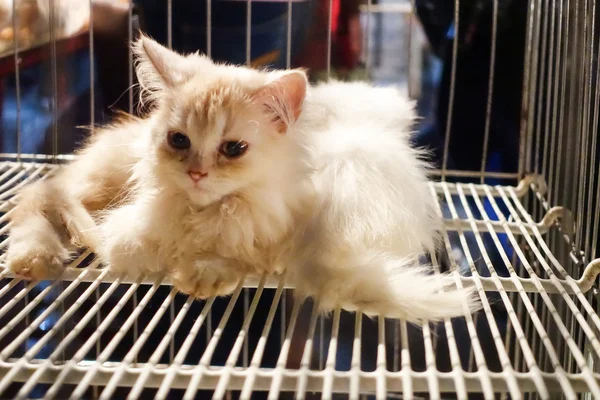 Sadly cat in a cage at  markets. — Stock Photo, Image