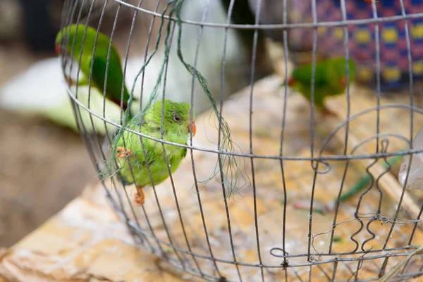 Papagaios verdes está empoleirado na gaiola . — Fotografia de Stock