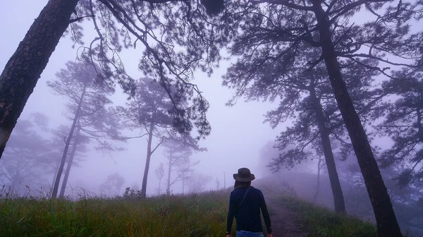 Oscuro bosque brumoso con hombre solitario con sombrero en el camino alrededor con pinos — Foto de Stock