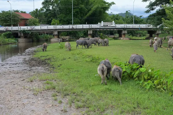 Búfalo Tailandés Manchado Cerca Del Río Con Fondo Montaña Animal — Foto de Stock