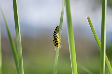 Yeşil çimen yapraklı sarı ve siyah tırtıl yeşil arka planda kamuflaj olarak..