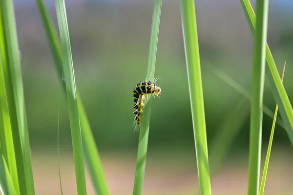 Oruga Amarilla Negra Sobre Una Hoja Hierba Verde Como Camuflaje — Foto de Stock