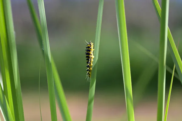 Yellow Black Caterpillar Green Grass Leaf Camouflage Green Background — Stock Photo, Image