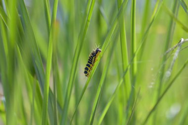 Yeşil çimen yapraklı sarı ve siyah tırtıl yeşil arka planda kamuflaj olarak..