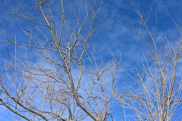 Trockene Zweige Mit Wolkenblauem Himmel Hintergrund — Stockfoto
