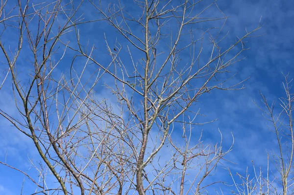 Ramoscelli Secchi Con Nuvola Sfondo Cielo Blu — Foto Stock
