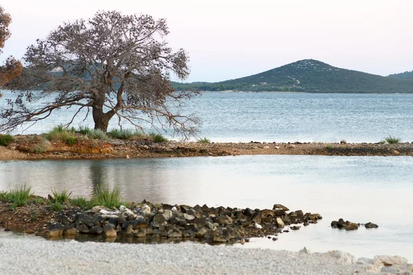 Árbol contra laguna con tur sea — Foto de Stock