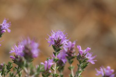Kır çiçekleri yakın çekim